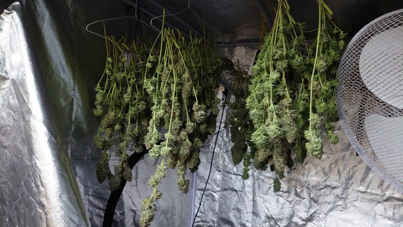 1st crop unknown strain