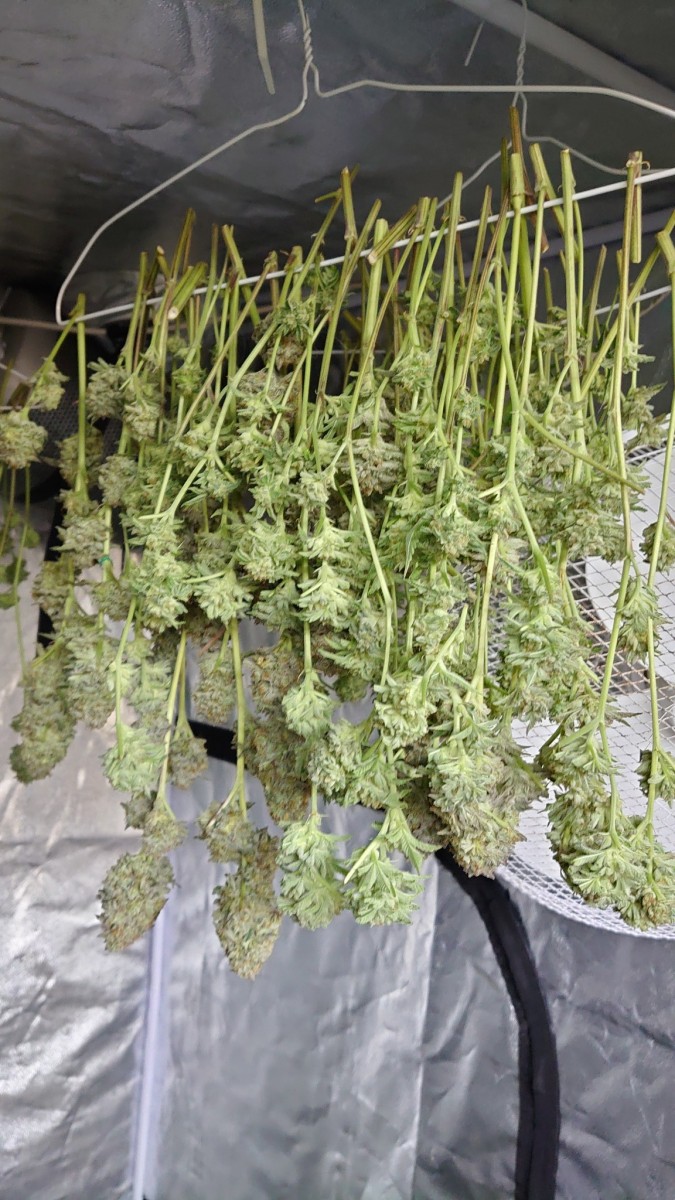 1st crop unknown strain