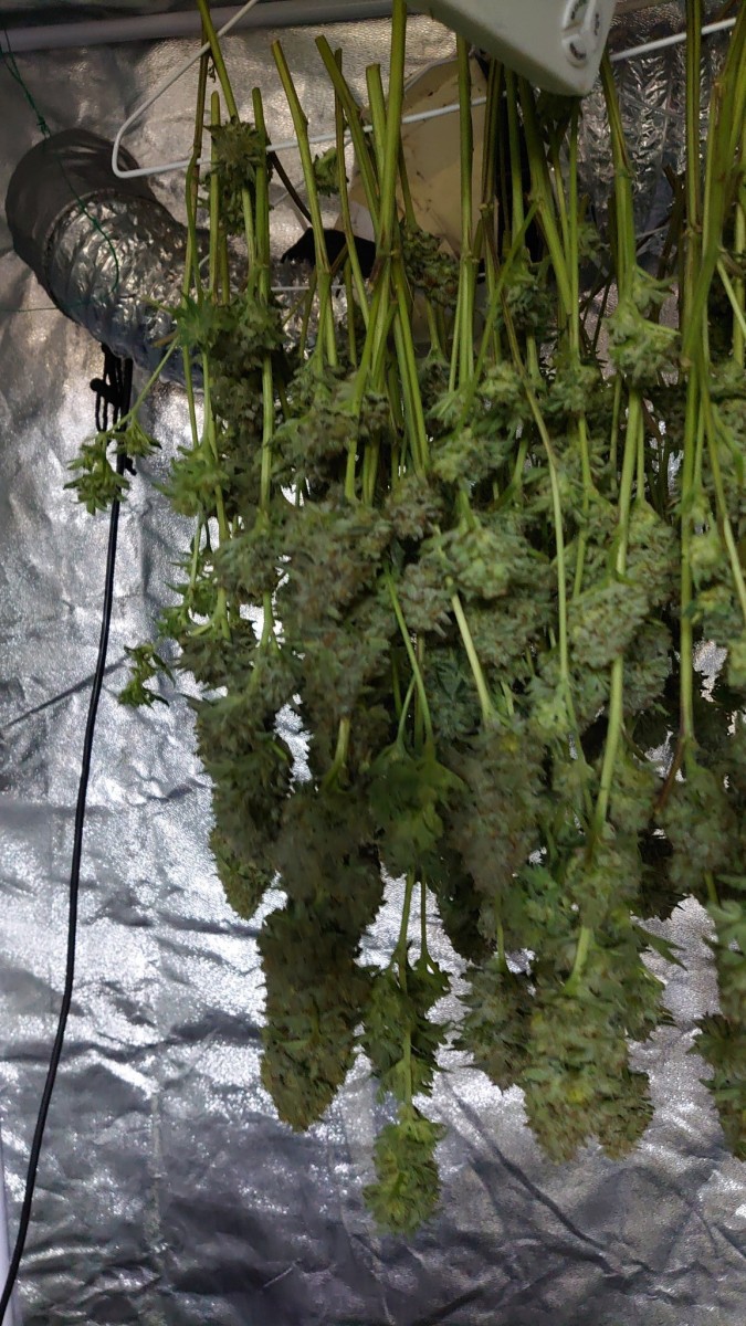 1st crop unknown strain