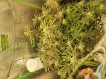 16076211791031947276373360695637