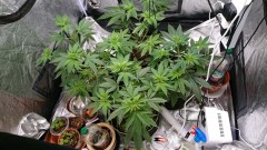 obscura1607695613779