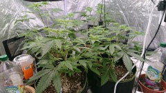 obscura1607695649616