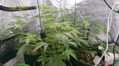 obscura1607784387394