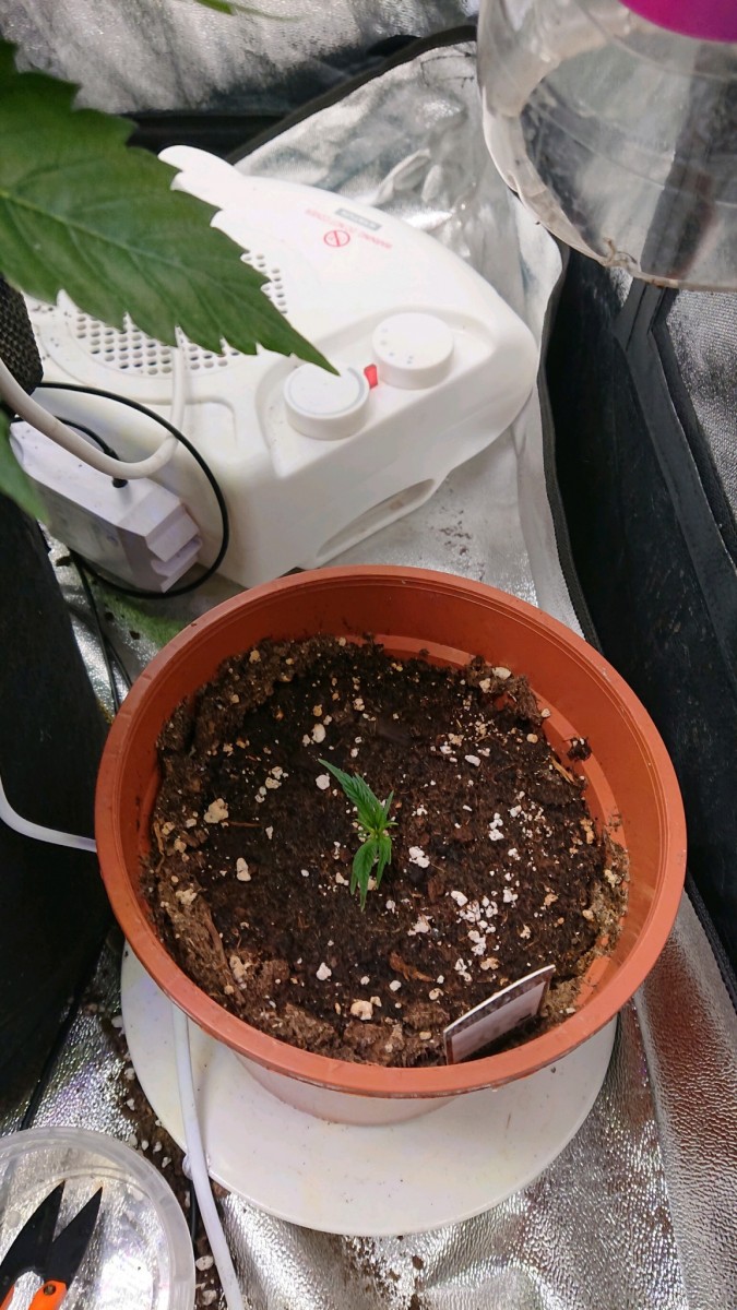 obscura1607875300739