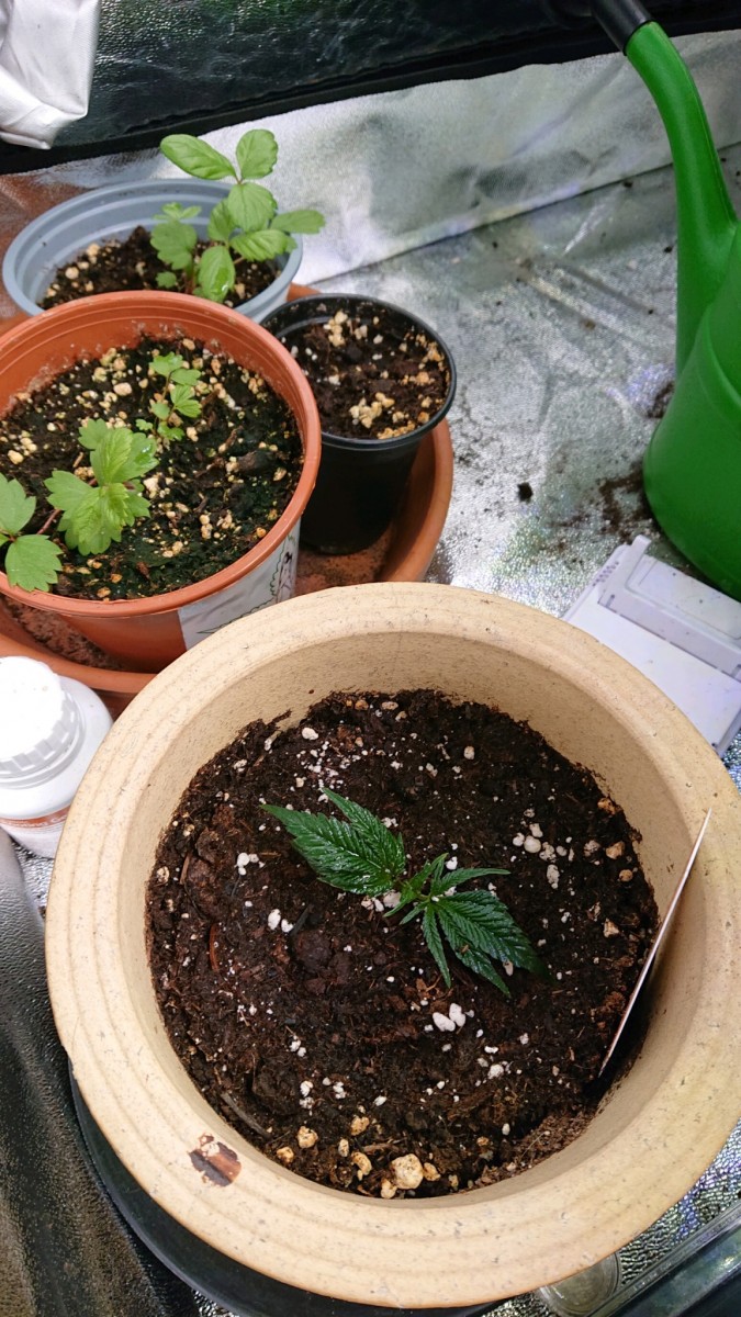 obscura1607875323634