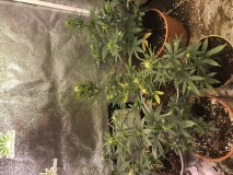 FCC35101-FED7-49F7-85E0-448A7F0560DA