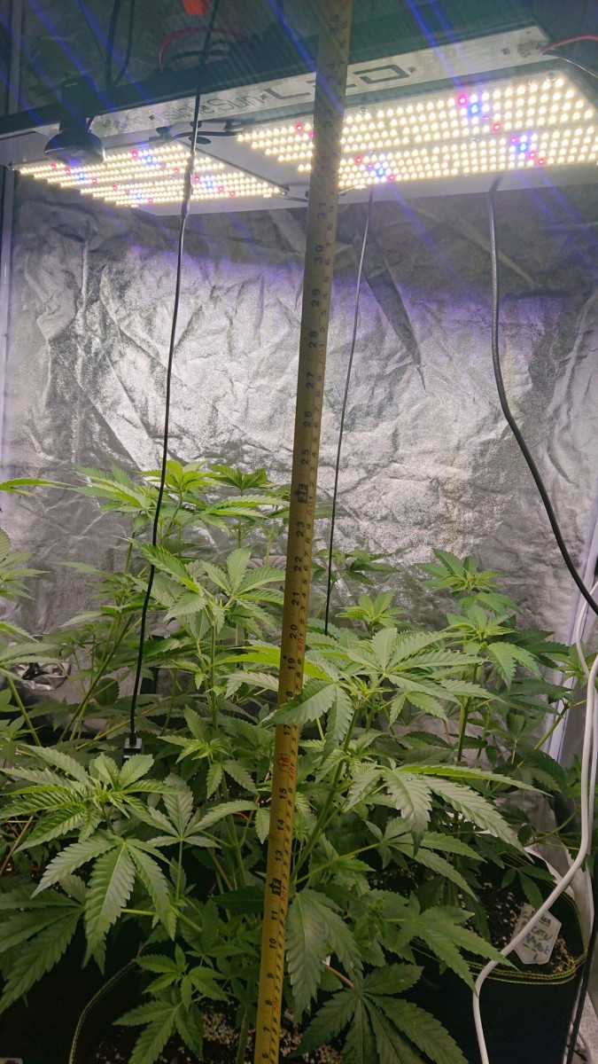 obscura1608059440150