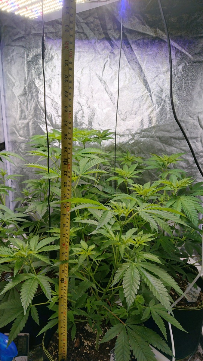 obscura1608216487566