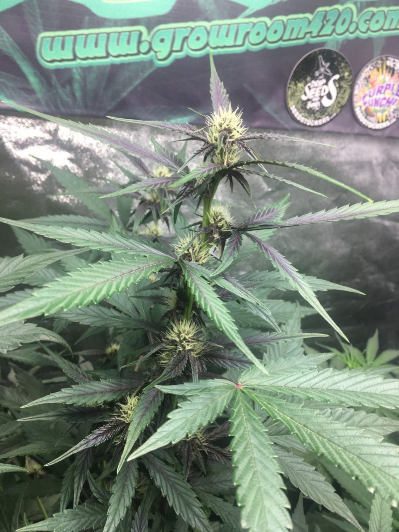 C3893FCE-CFDA-4093-9F8F-7DA39DF7352F