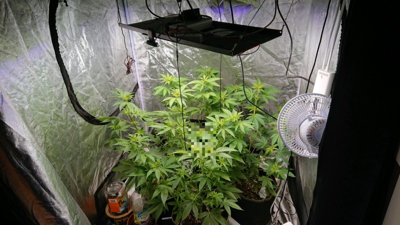 obscura1608565209064