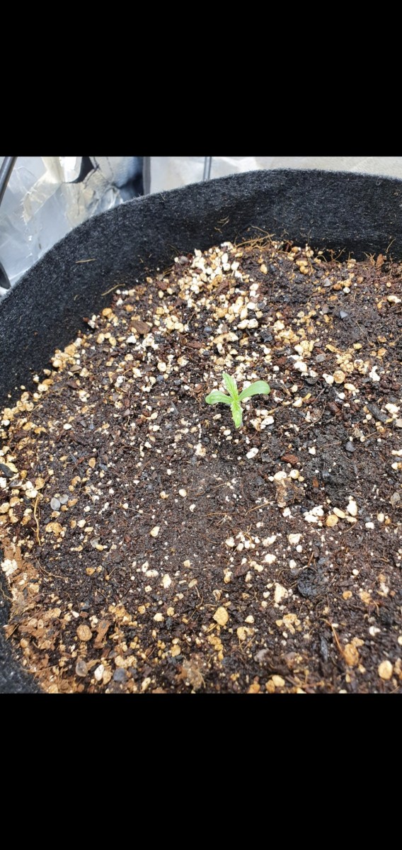 Screenshot_20201223-192800_Gallery