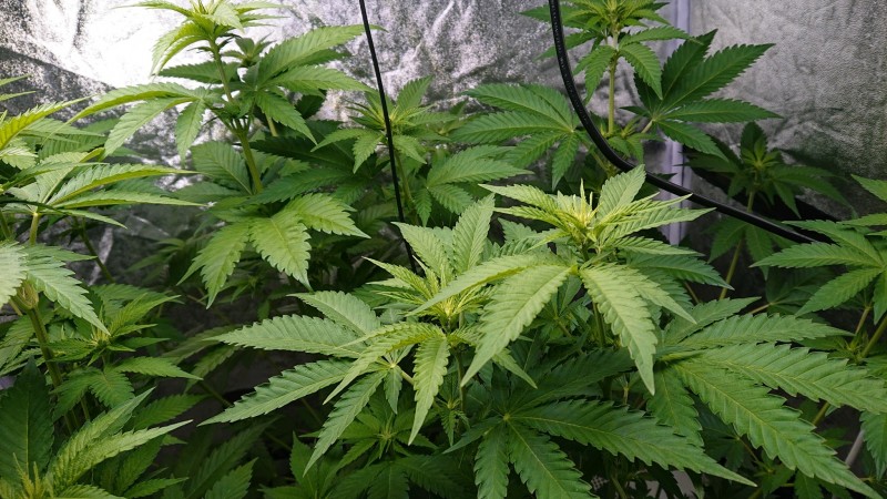 obscura1608820999036