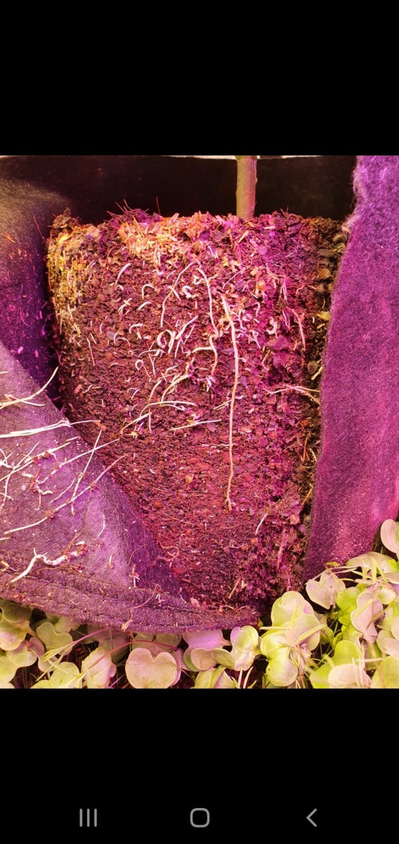 Screenshot_20201224-174747_Gallery