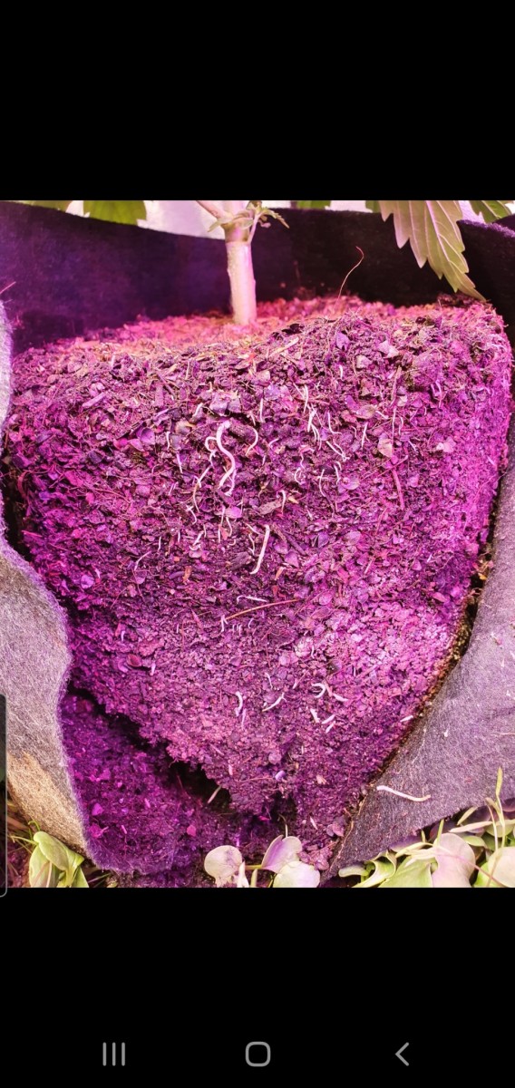 Screenshot_20201224-174741_Gallery