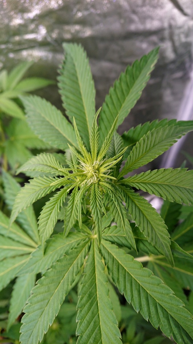 obscura1608940575633