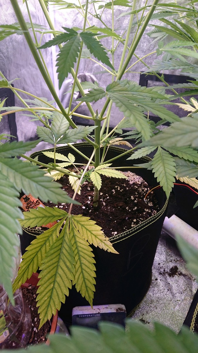 obscura1608992202689