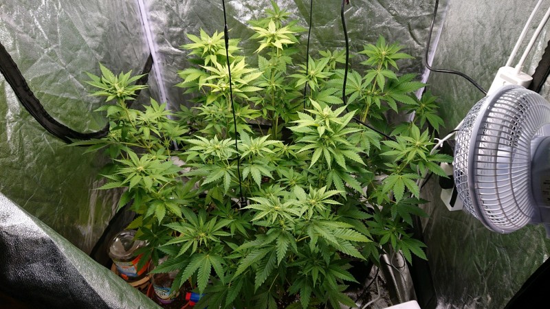 obscura1609089518591