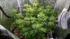 obscura1609089518591