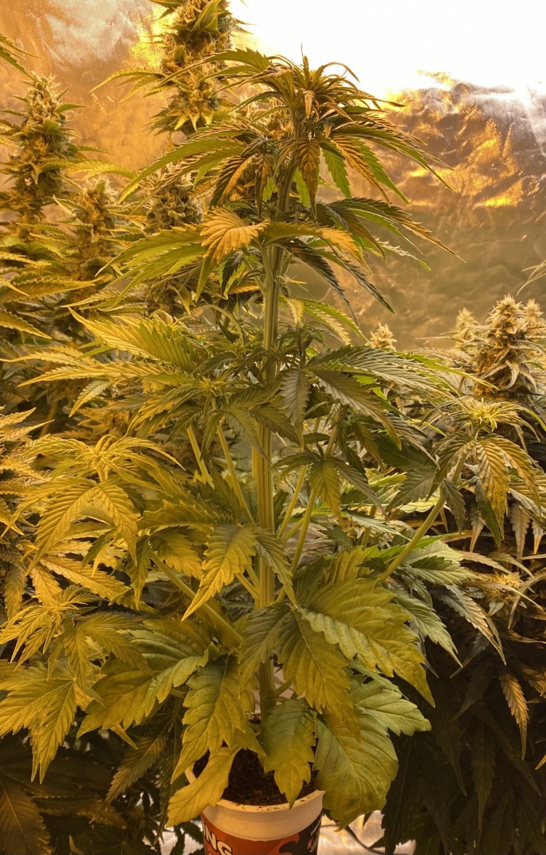 42BA29EE-C0DC-4F98-88A3-A35E35A26C11