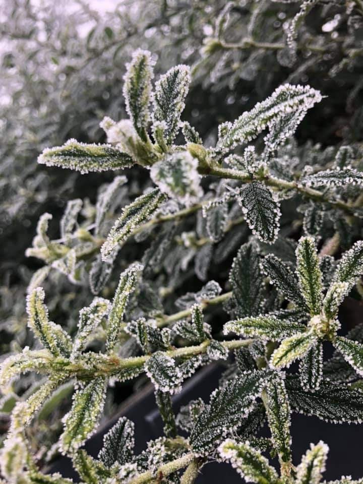 FB_IMG_1609508119148