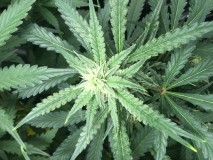 69CC263D-0A98-4645-8878-2FFCD0A67003