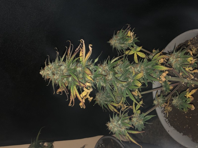 290D00F0-6657-4630-B10E-F2419514591A