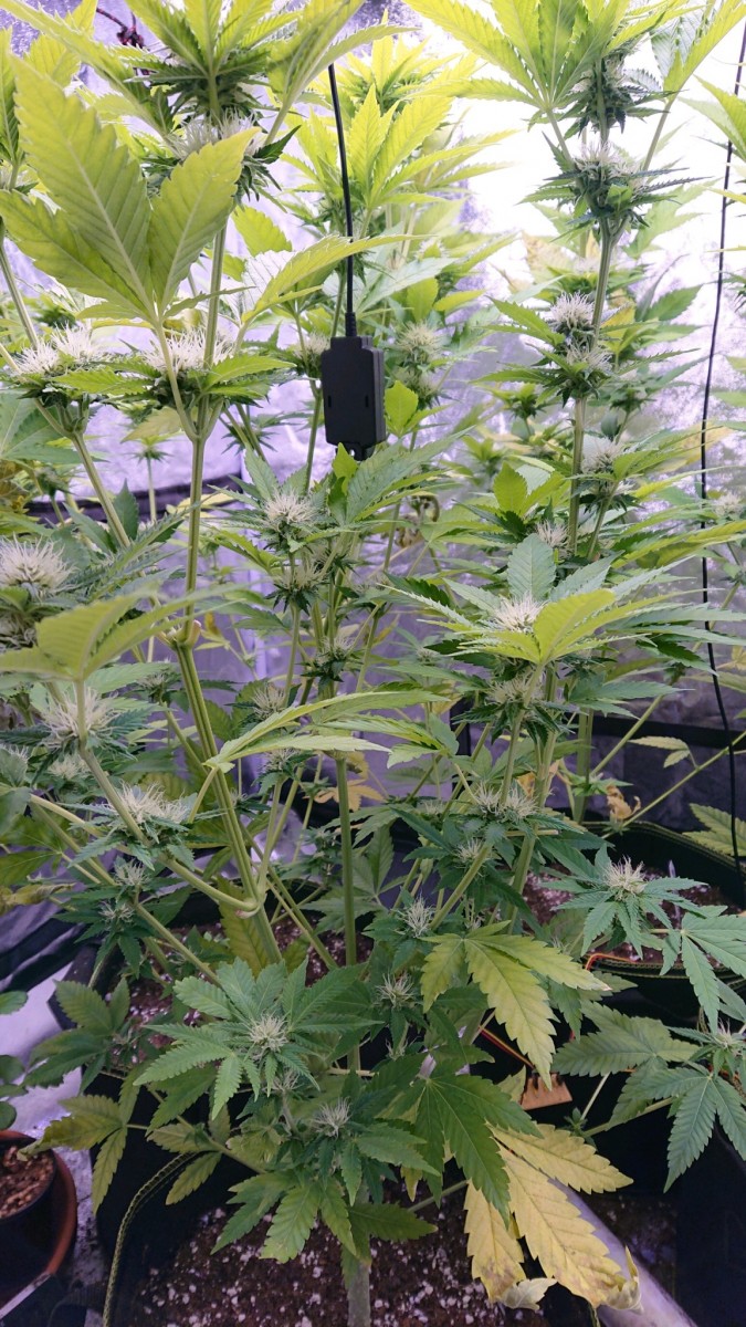 obscura1610022412860