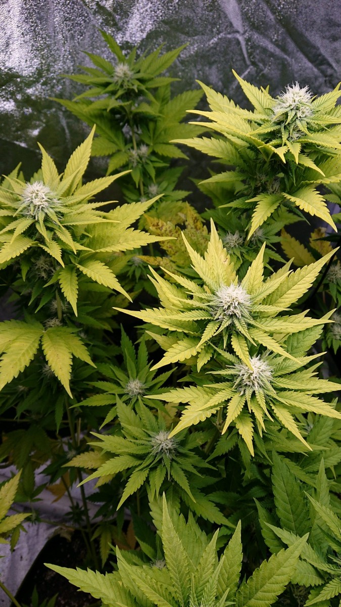 obscura1610022435418