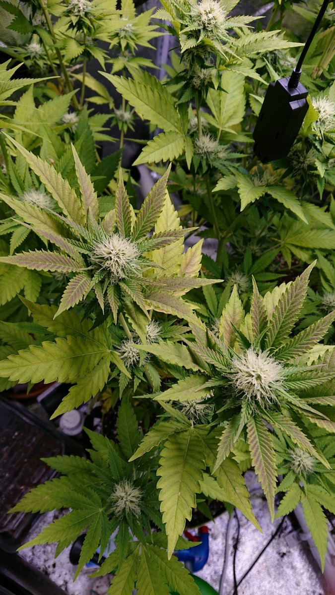 obscura1610199780032