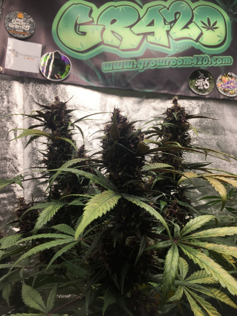 898A503E-CA78-4CD8-924D-B38AE60F8ECC