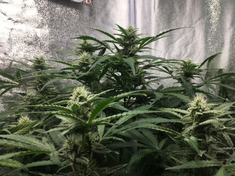 C4E91BDB-079B-4EF8-9F05-F785D48D87C7