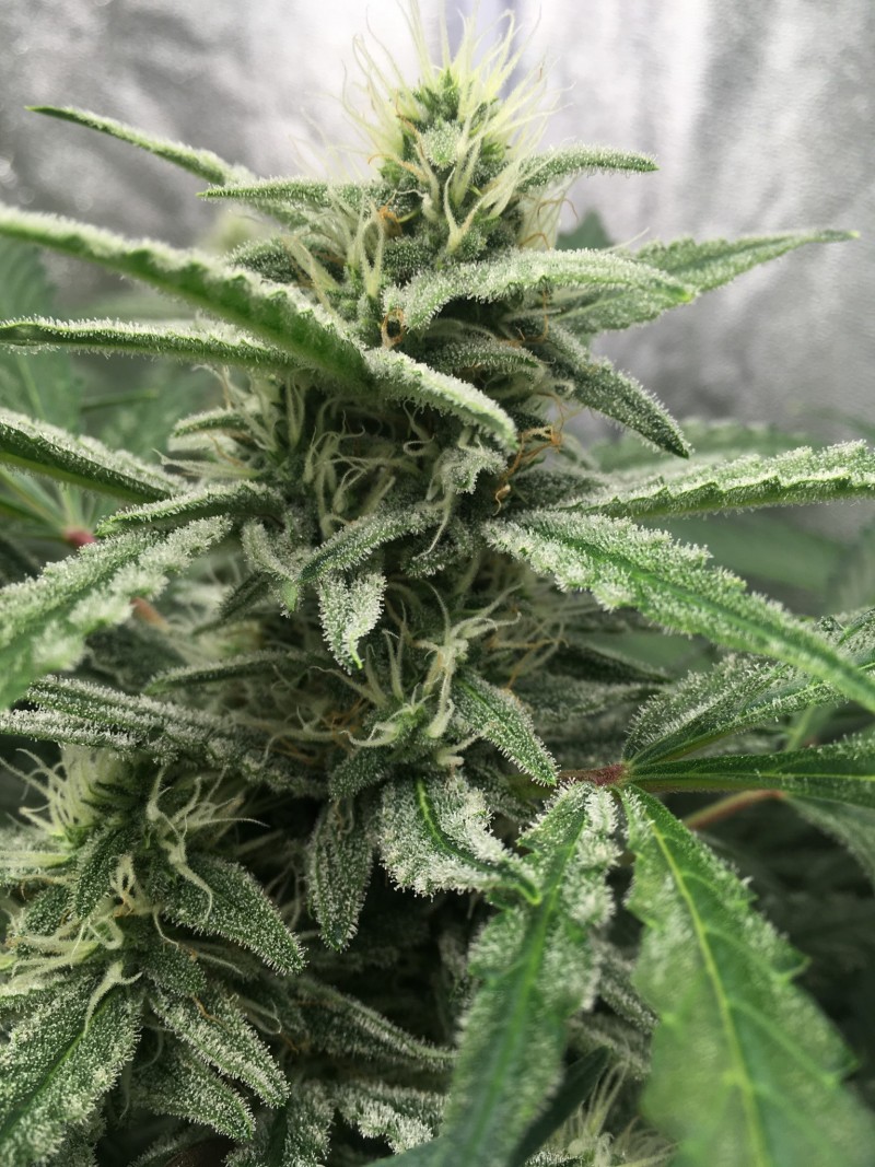 2EF1982F-7A19-4E20-87CC-ED39E657F8A8