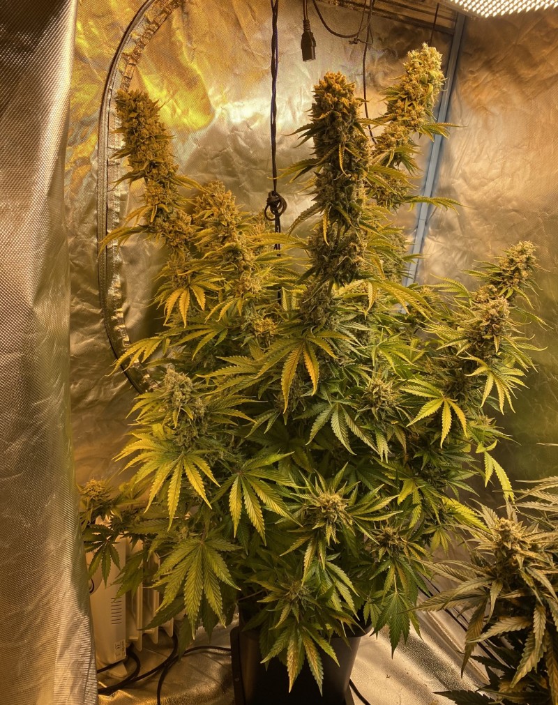 CD4FB34D-1F89-41F1-8DCA-E5C0BA7550B2