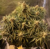 E2415BF0-4635-4BB7-8BE7-65756D214A78