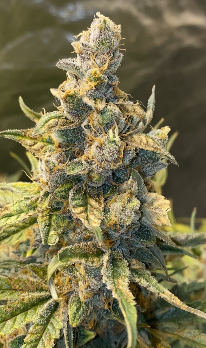 778B279E-3C25-451E-826C-3DF873C9BB06