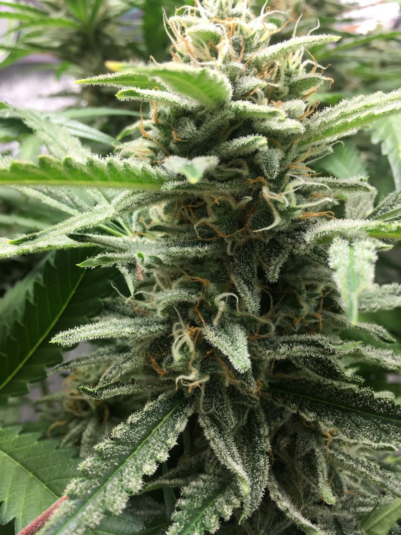 DA5EA82F-2C74-4B08-AC21-9F1902E8ECB1