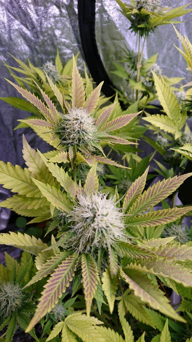 obscura1611079291646