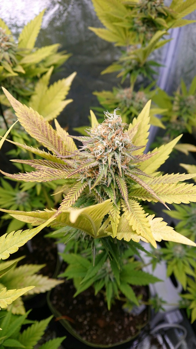 obscura1611079259241