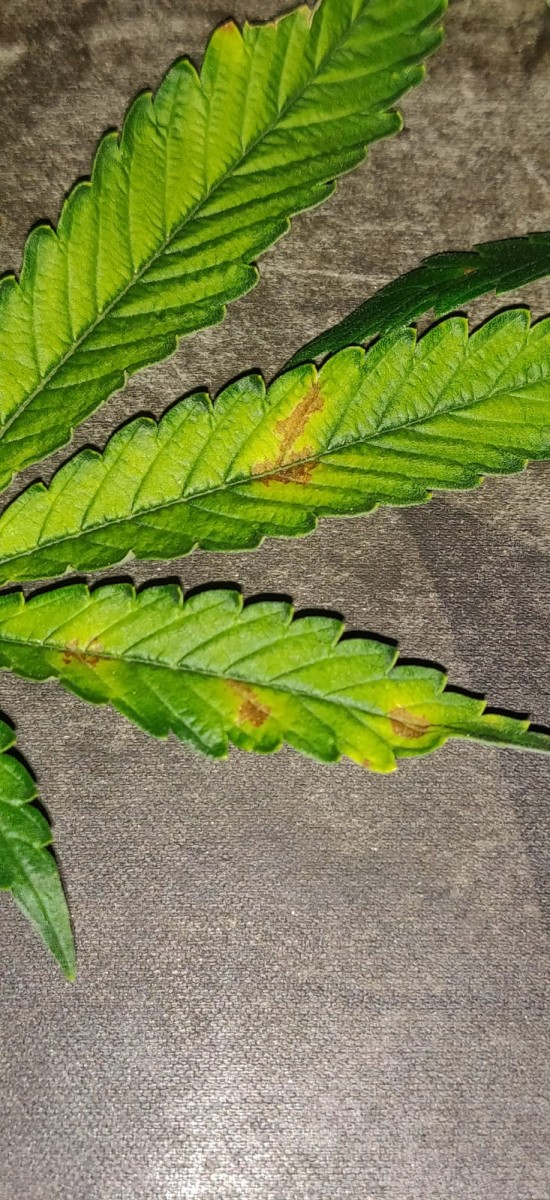FrontLeaf