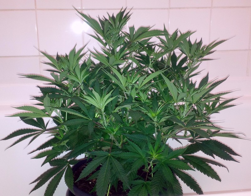 IMG_20210121_172743_edit