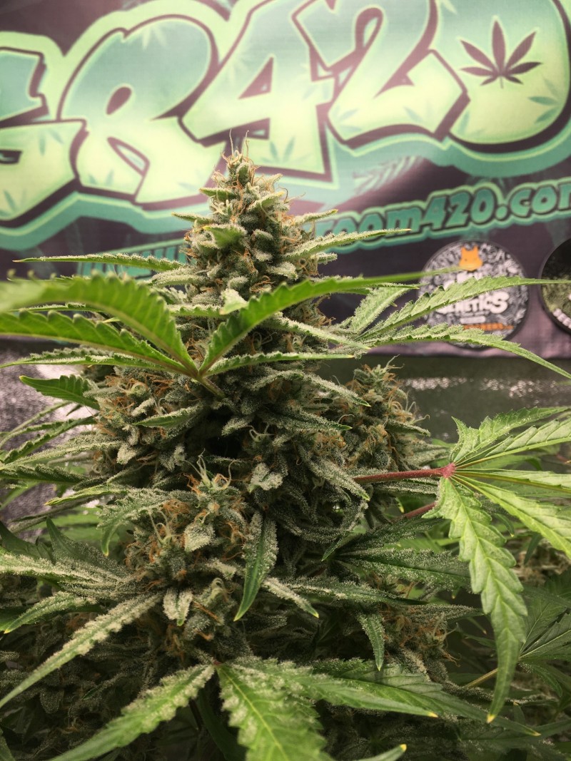 130CD8D6-B4DB-4B35-9F2F-FDA152A7B3CF