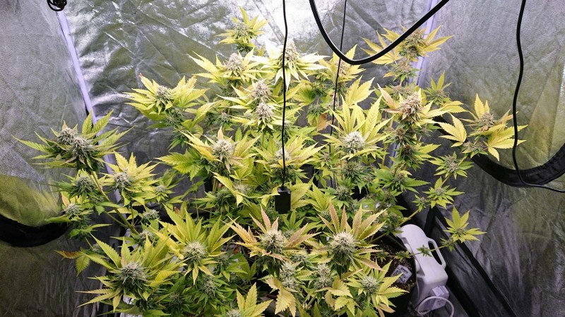 obscura1611423588441