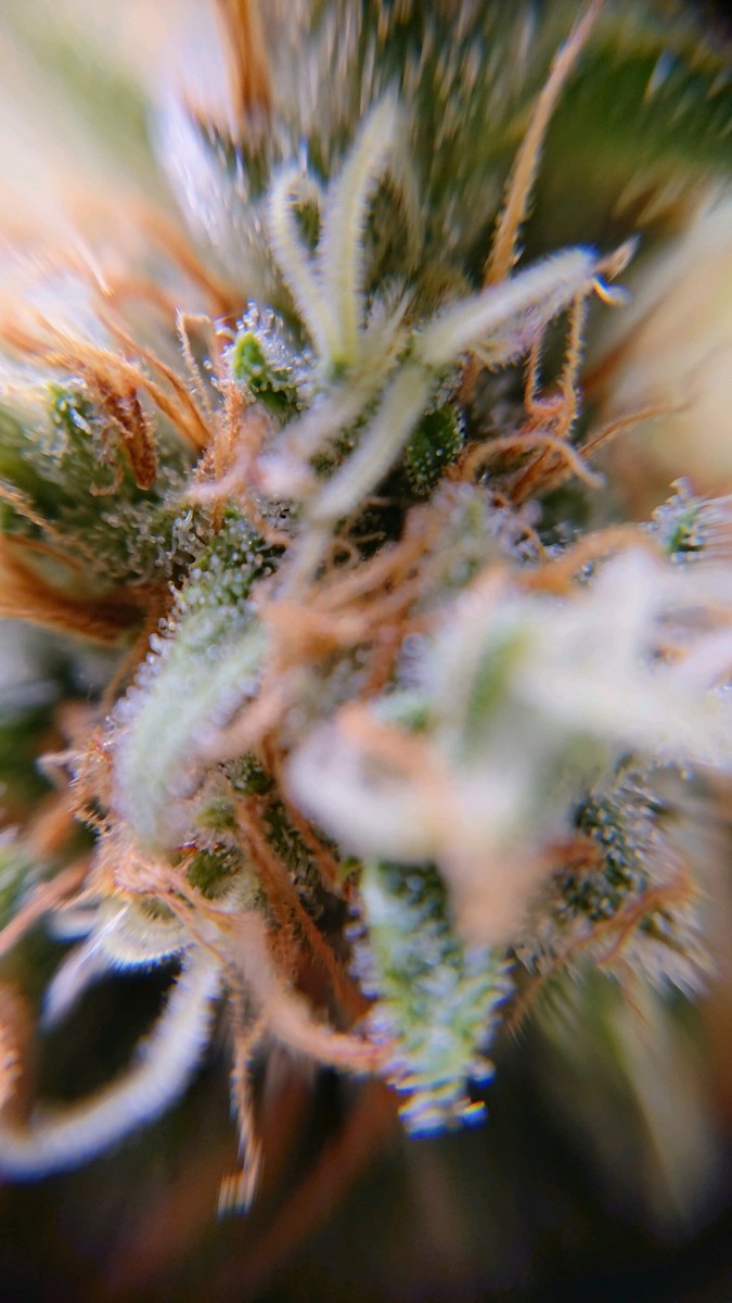 obscura1611683411301