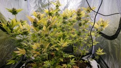 obscura1611681906047