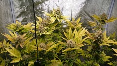 obscura1611770630342