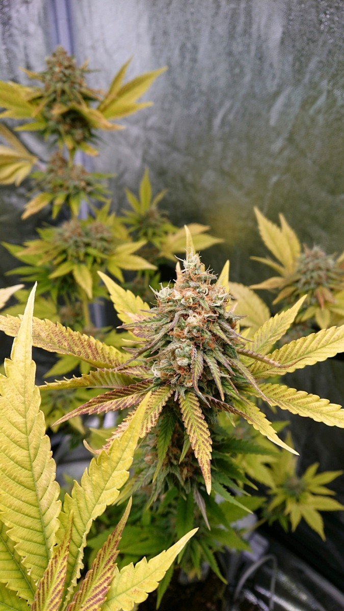 obscura1611774693246