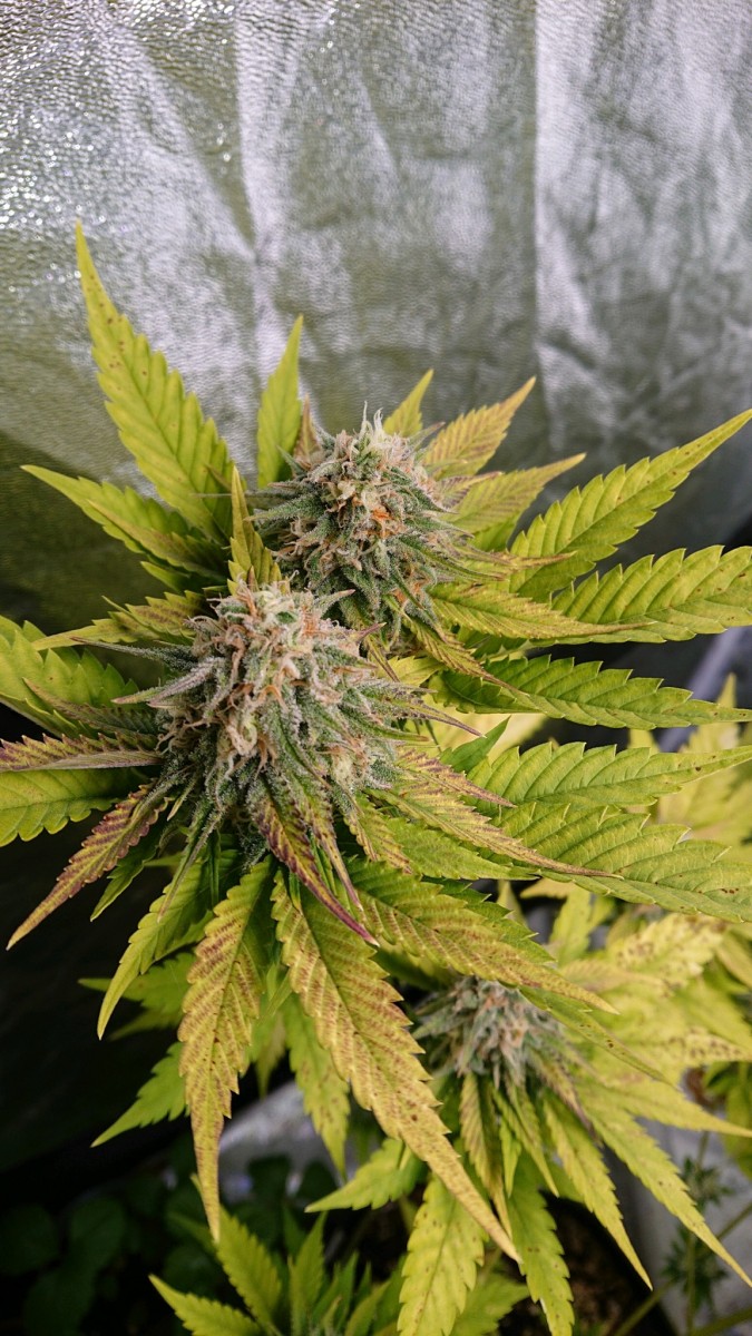 obscura1611774163773