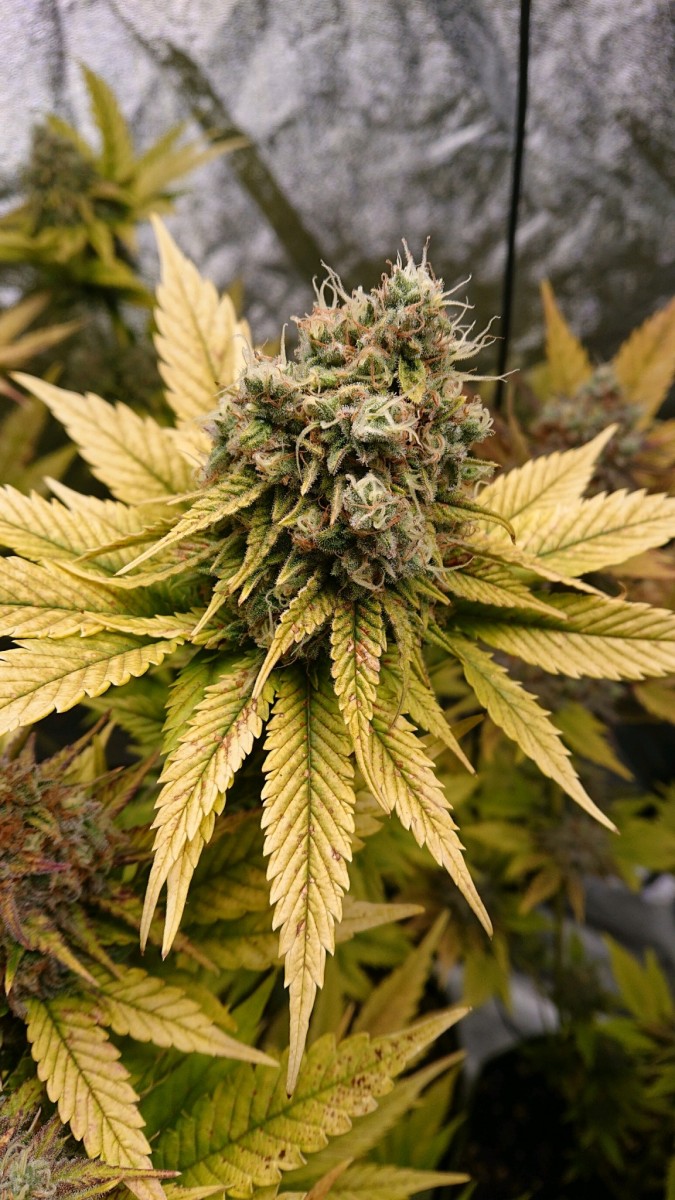 obscura1612461779620