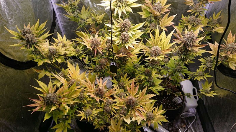 obscura1612366974825