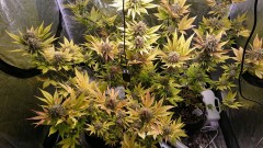 obscura1612366974825